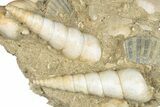 Fossil Gastropod (Haustator) Cluster - Damery, France #284442-1